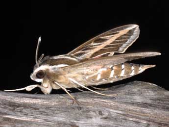 Hyles livornica Esp. adulte - �Philippe Mothiron