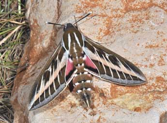 Hyles livornica Esp. adulte - �Philippe Mothiron