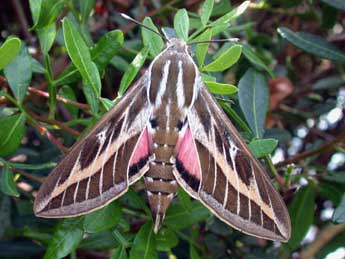 Hyles livornica Esp. adulte - �Philippe Mothiron