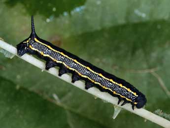  Chenille de Hyles livornica Esp. - �Daniel Morel