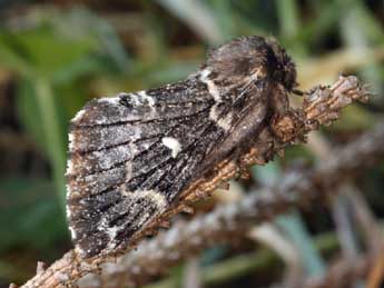 Cosmotriche lobulina D. & S. adulte - �Daniel Morel