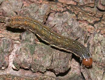  Chenille de Leptologia lota Cl. - �Philippe Mothiron