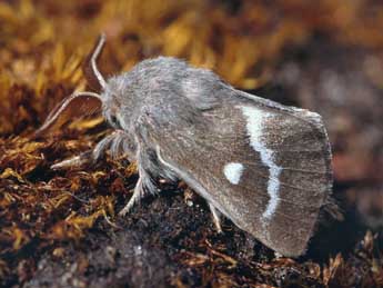 Psilogaster loti O. adulte - �Serge Wambeke