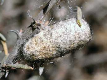  Chrysalide de Psilogaster loti O. - �Serge Wambeke