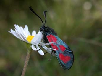 Zygaena loti D. & S. adulte - �Philippe Mothiron