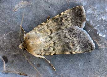 Standfussiana lucernea L. adulte - �Daniel Morel