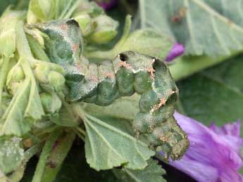  Chenille de Acontia lucida Hfn. - �Daniel Morel