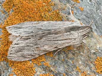 Cucullia lucifuga D. & S. adulte - �Daniel Morel