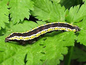  Chenille de Cucullia lucifuga D. & S. - �Beno�t M�ry