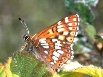 Hamearis lucina L. adulte - �Philippe Mothiron