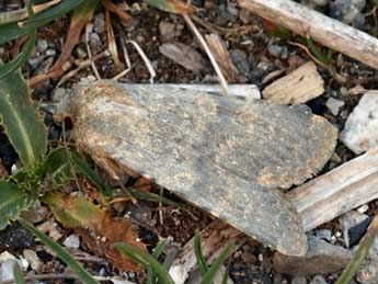 Rhyacia lucipeta D. & S. adulte - �Daniel Morel