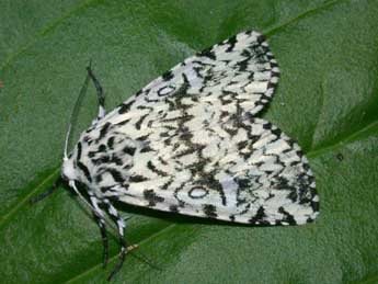 Trichosea ludifica L. adulte - �Philippe Mothiron