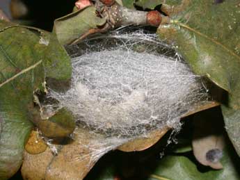  Chrysalide de Trichosea ludifica L. - �Philippe Mothiron