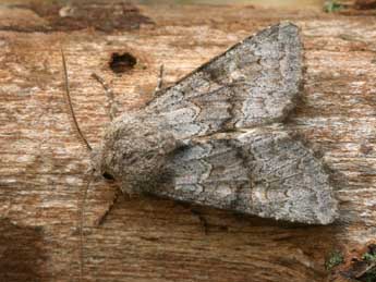 Aporophyla lueneburgensis Frr adulte - �Daniel Morel