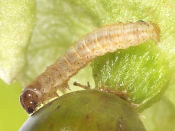  Chenille de Perizoma lugdunaria H.-S. - �Philippe Mothiron