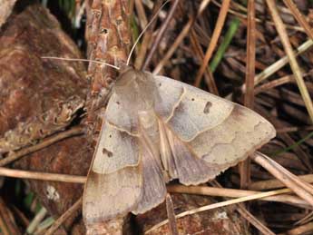 Minucia lunaris D. & S. adulte - �Philippe Mothiron