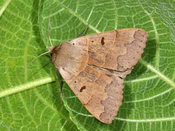 Minucia lunaris D. & S. adulte - �Philippe Mothiron