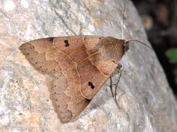 Minucia lunaris D. & S. adulte - �Philippe Mothiron