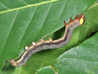  Chenille de Minucia lunaris D. & S. - �Philippe Mothiron