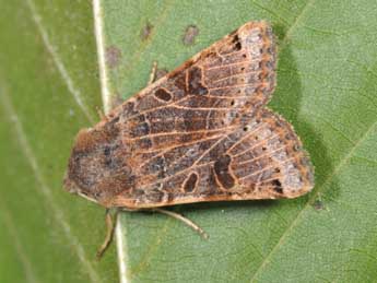 Anchoscelis lunosa Hw. adulte - �Philippe Mothiron