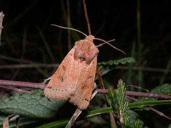 Anchoscelis lunosa Hw. adulte - �Philippe Mothiron