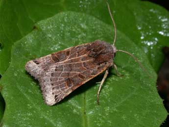 Anchoscelis lunosa Hw. adulte - �Philippe Mothiron