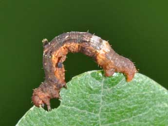  Chenille de Selenia lunularia Hb. - �Philippe Mothiron