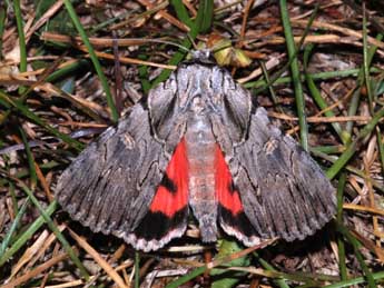 Catocala lupina H.-S. adulte - �Fr�d�ric Billi