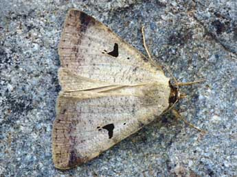 Lygephila lusoria L. adulte - �Daniel Morel