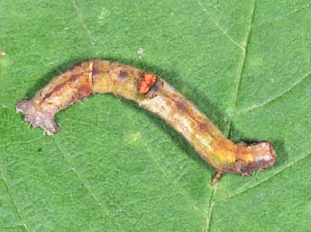  Chenille de Opisthograptis luteolata L. - �Philippe Mothiron