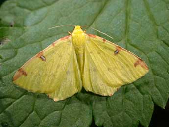 Opisthograptis luteolata L. adulte - �Philippe Mothiron