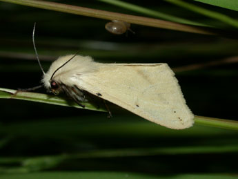 Spilarctia lutea Hfn. adulte - �Philippe Mothiron