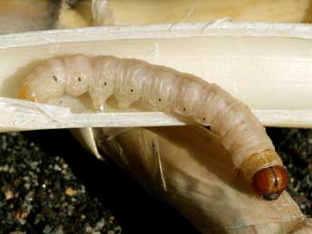  Chenille de Rhizedra lutosa Hb. - �Serge Wambeke