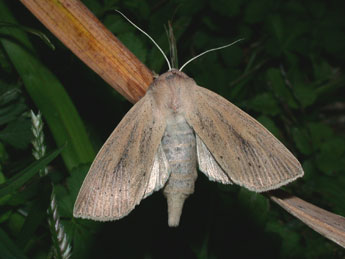 Rhizedra lutosa Hb. adulte - �Philippe Mothiron