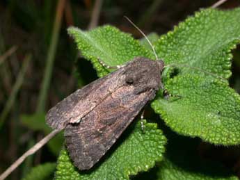 Aporophyla lueneburgensis Frr adulte - �Philippe Mothiron