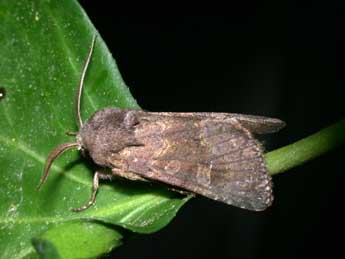 Aporophyla lueneburgensis Frr adulte - �Philippe Mothiron