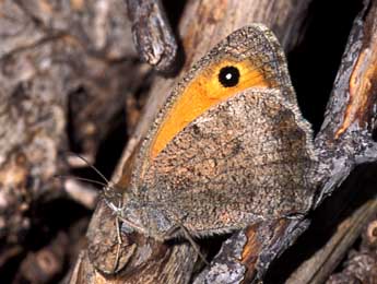 Hyponephele lycaon K�hn adulte - �Tristan Lafranchis