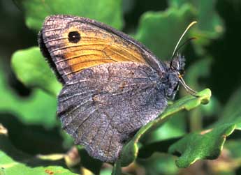 Hyponephele lycaon K�hn adulte - �Tristan Lafranchis