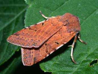 Agrochola lychnidis D. & S. adulte - �Philippe Mothiron