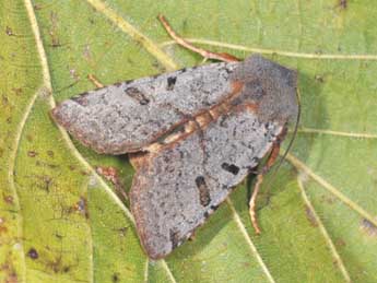 Agrochola lychnidis D. & S. adulte - �Philippe Mothiron