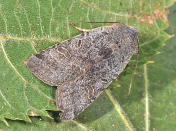 Agrochola lychnidis D. & S. adulte - �Philippe Mothiron