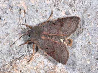 Agrochola lychnidis D. & S. adulte - �Philippe Mothiron