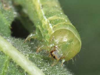  Chenille de Agrochola lychnidis D. & S. - �Philippe Mothiron