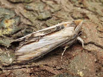 Cucullia lychnitis Rbr adulte - �Daniel Morel