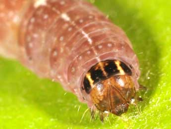  Chenille de Leptologia macilenta Hb. - �Philippe Mothiron