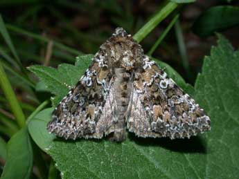 Hadena magnolii Bsdv. adulte - �Philippe Mothiron