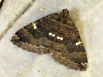 Larentia malvata Rbr adulte - �Daniel Morel