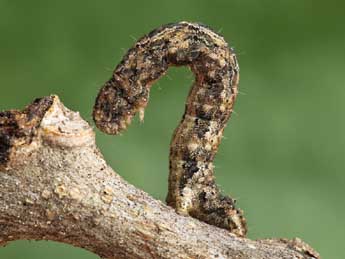  Chenille de Larentia malvata Rbr - �Daniel Morel