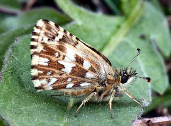 Pyrgus malvoides Elw. & Ed. adulte - �Daniel Morel