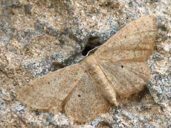Idaea mancipiata Stgr adulte - �Daniel Morel